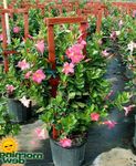 Nuotrauka Dipladenia, Mandevilla, rožinis kabo augalų
