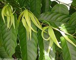 Ylang Ylang, Δέντρο Άρωμα, Chanel # 5 Δέντρο, Ιλάνγκ-Ιλάνγκ, Maramar