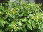 照 依兰，香水树，香奈儿5号树，ilang-Ilang，maramar, 黄 