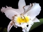 foto Cattleyaorchidee, wit kruidachtige plant