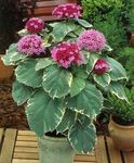 Foto Clerodendron, pink busk