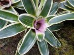 fénykép Bromeliad, halványlila lágyszárú növény
