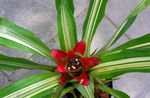 foto Nidularium, rood kruidachtige plant