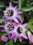 照 西番莲, 紫丁香 藤本植物