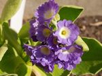 foto Primula, Auricula, lila kruidachtige plant