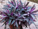 Nuotrauka Rhoeo Tradescantia, violetinė žolinis augalas