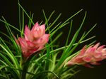 Bilde Tillandsia, rosa urteaktig plante
