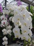 fotografija Phalaenopsis, bela travnate