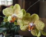 fotografija Phalaenopsis, rumena travnate