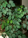 სურათი ყურძნის სურო, მუხის ფოთოლი Ivy, მუქი მწვანე 