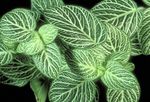 foto Fittonia, Nerve Plant, variegado 