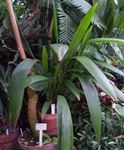 Bilde Curculigo, Palm Gress, grønn 
