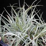 mynd Carex, Sedge, silfurgljáandi 