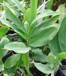 Bilde Cardamomum, Elettaria Cardamomum, grønn 
