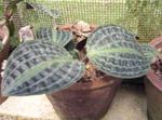 φωτογραφία Geogenanthus, Φυτών Είδος Ελαφρού Ραβδωτού Υφάσματος, στιγματισμένος 