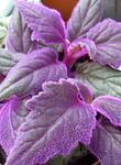 Nuotrauka Violetinė Aksomas Augalų, Bičių Aksomas Augalų, violetinė 